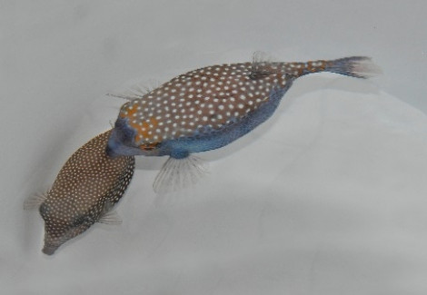 Ostracion Meleagris (Coppia) L