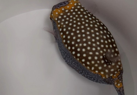Ostracion Meleagris (Maschio) M