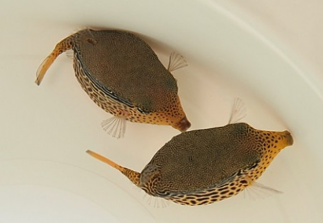 Ostracion Solorensis (Femmina) M