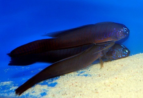 Oxymetopon Cyanoctenosum Ml
