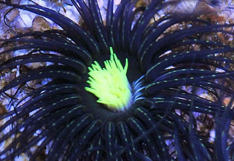 Pachycerianthus Spp. (Green Center) M