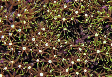 Pachyclavularia Violacea (White Tip) Ml