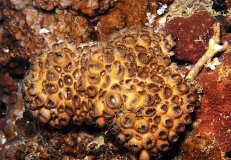 Palythoa Caesia (Indonesia) Ml