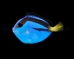 Paracanthurus Hepatus - Allevato Europa M