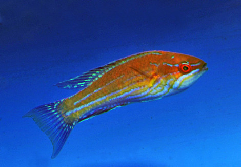 Paracheilinus Angulatus M