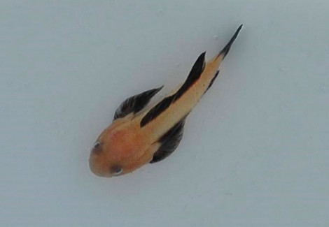 Paragobiodon Lacunicolus S
