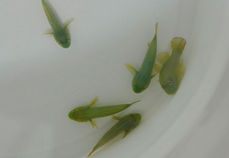 Paragobiodon Xanthosomus S