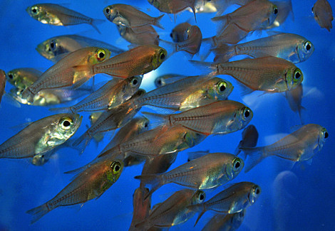 Parapriacanthus Ransonneti M