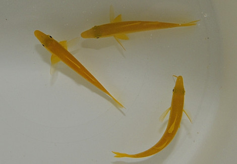 Parupeneus Cyclostomus M