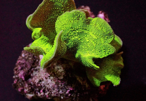 Pavona Cactus (Green) S