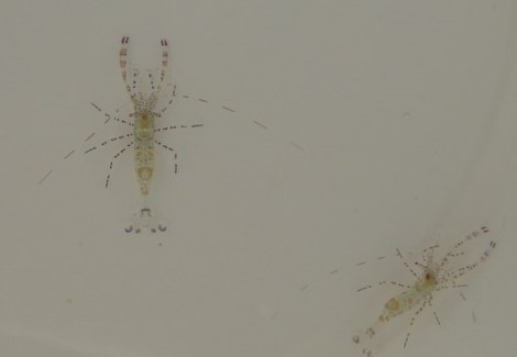 Periclimenes Yucatanicus M