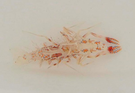 Phyllognathia Ceratophthalma S