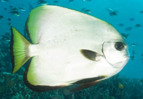 Platax Boersii Ml