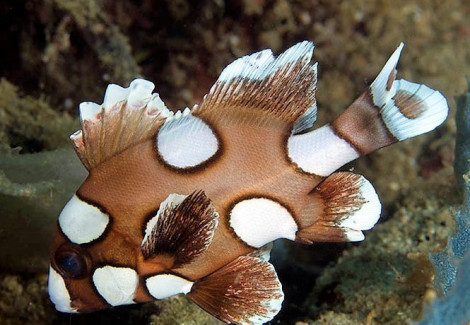 Plectorhinchus Chaetodonoides S