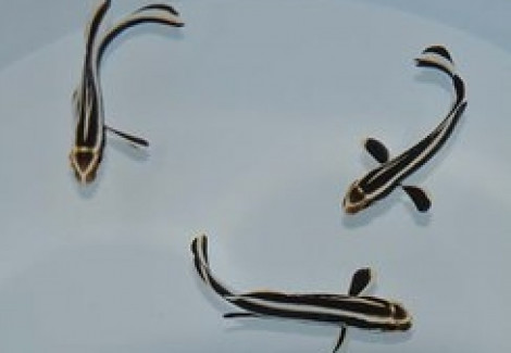 Plectorhinchus Lessonii M