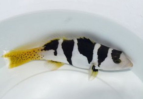 Plectropomus Laevis M