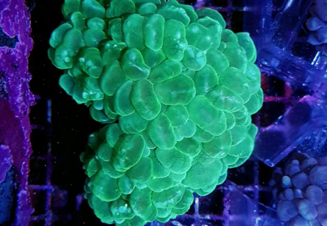 Plerogyra Sinuosa (Green) (Premium) M
