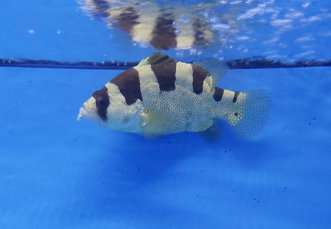Pogonoperca Punctata Ml