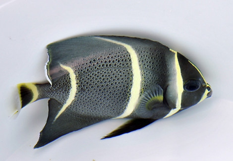 Pomacanthus Arcuatus Ml