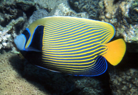 Pomacanthus Imperator (A) Xxl