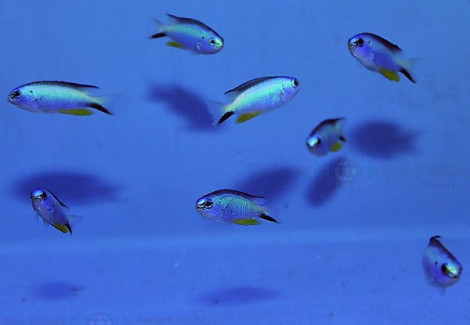 Pomacentrus Alleni M