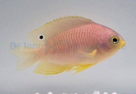 Pomacentrus Amboinensis M