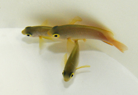 Pomacentrus Moluccensis M