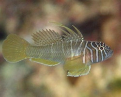 Priolepis Boreus S