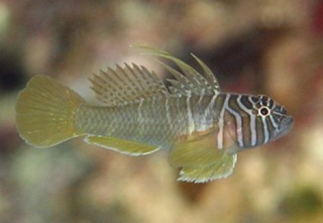 Priolepis Boreus S
