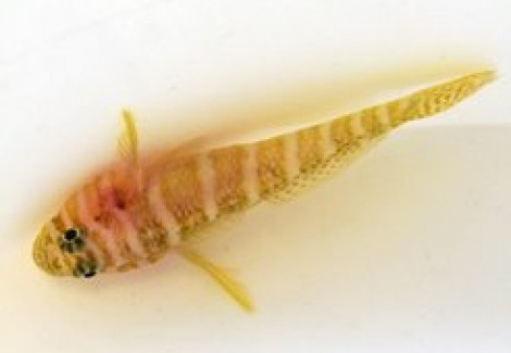 Priolepis Cincta S