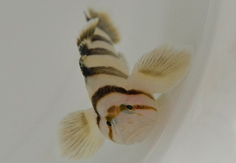 Priolepis Nocturna S