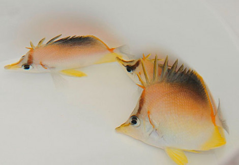 Prognathodes Aculeatus M