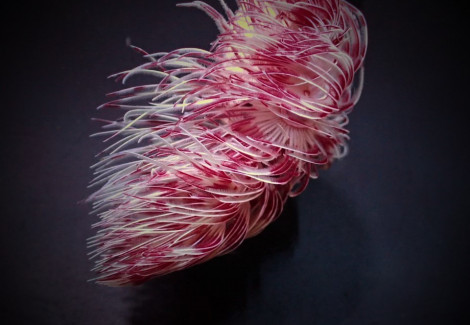 Protula Bispiralis (Red-White) Ml