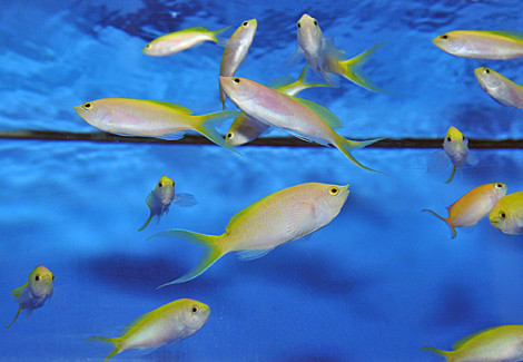 Pseudanthias Bartlettorum M