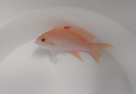 Pseudanthias Luzonensis M