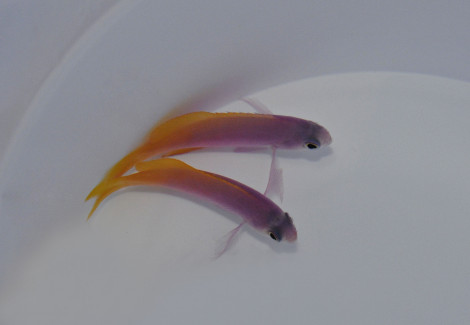Pseudanthias Pictilis (Femmina) M
