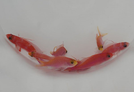 Pseudanthias Randalli M
