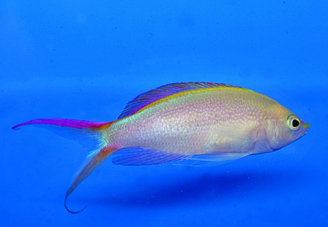 Pseudanthias Smithvanizi M