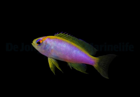 Pseudanthias Ventralis (Femmina) S