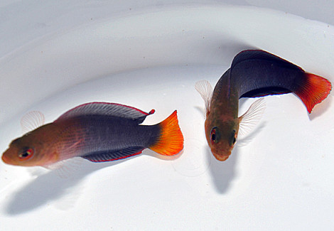 Pseudochromis Dilectus M