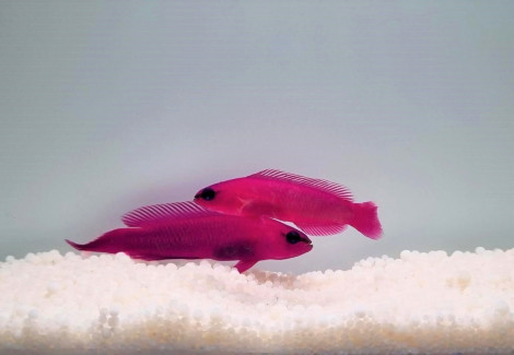 Pseudochromis Fridmani (Coppia) L