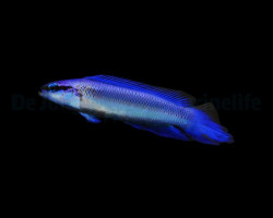 Pseudochromis Indigo - Djm Allevato Europa M