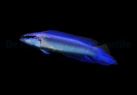 Pseudochromis Indigo - Djm Allevato Europa M