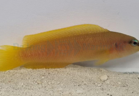 Pseudochromis Onamensis M