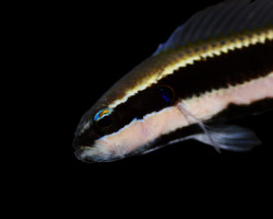 Pseudochromis Sankeyi - Djm Allevato Europa M
