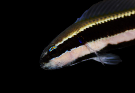 Pseudochromis Sankeyi - Djm Allevato Europa M