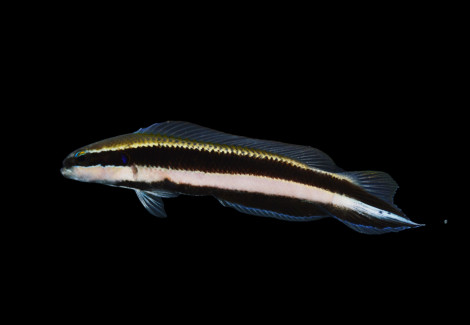 Pseudochromis Sankeyi M