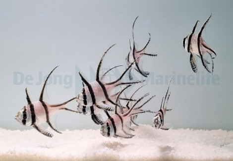 Pterapogon Kauderni -  Allevato Europa M