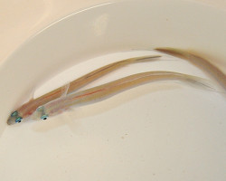 Ptereleotris Hanae M