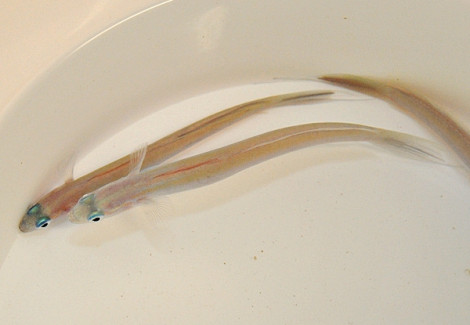 Ptereleotris Hanae M